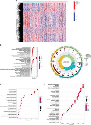 Identification and verification of diagnostic biomarkers based on mitochondria-related genes related to immune microenvironment for preeclampsia using machine learning algorithms